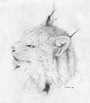 Snarled Lynx